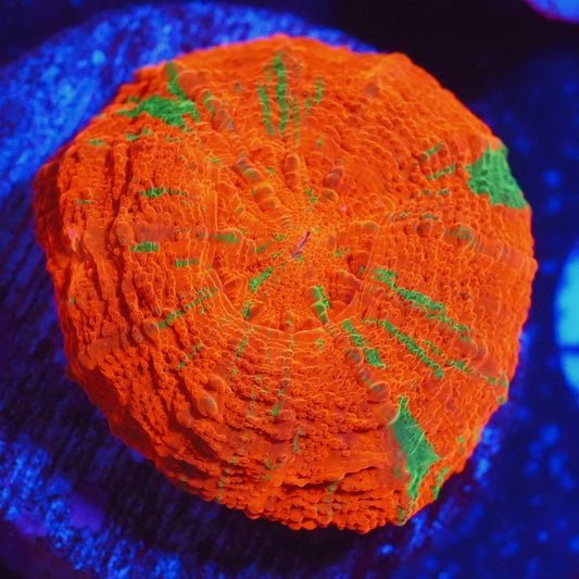 WYSIWYG Captive Bred Reverse Bleeding Apple Scolymia Australis (S)