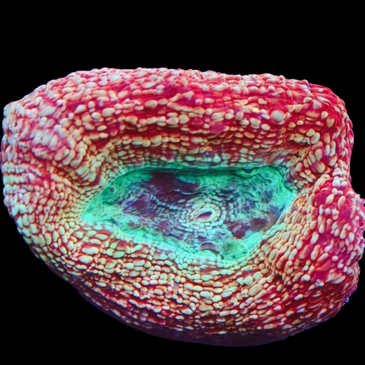 WYSIWYG Strawberry Splash Bowerbanki LPS Frag