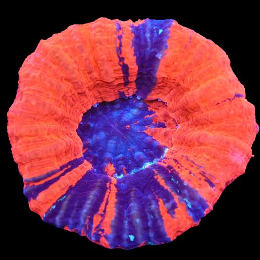 WYSIWYG Aussie Superman Scolymia Australis (M)