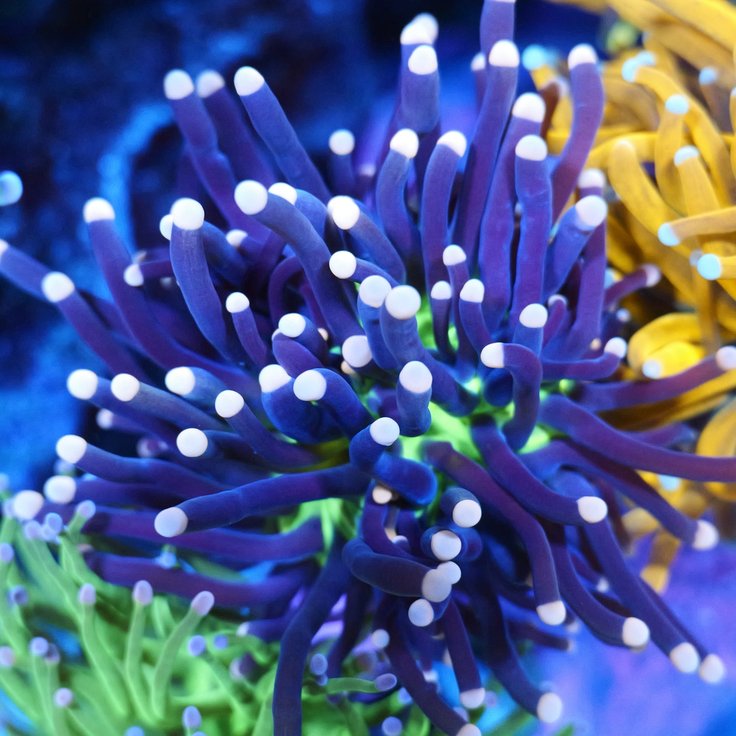 WYSIWYG Malaysian Joker Torch LPS Frag (1H)