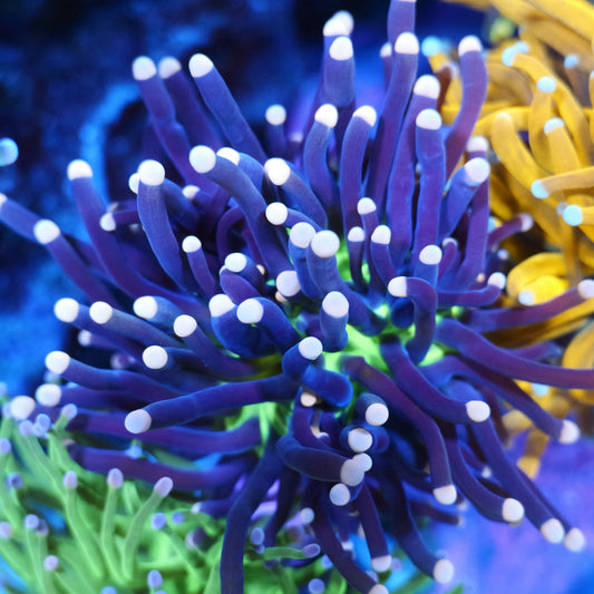 WYSIWYG Malaysian Joker Torch LPS Frag (1H)