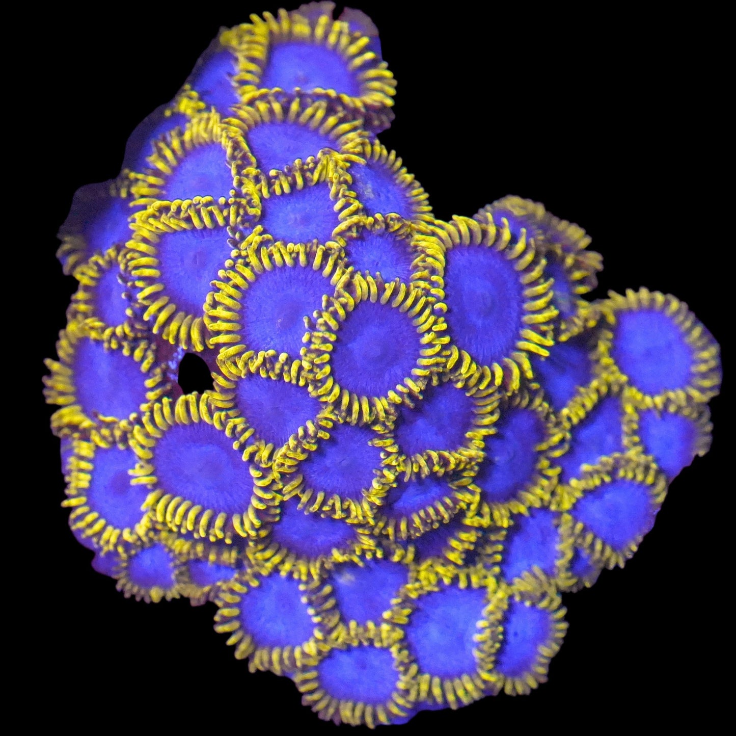 Avatarbeast Zoanthids Frag (CUT TO ORDER)