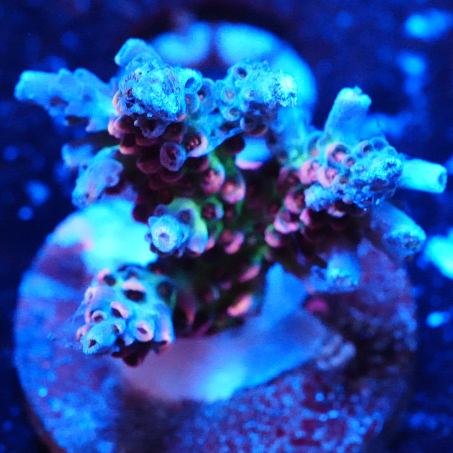 Almost WYSIWYG Ultra Rainbow Acropora Frag - SPS Coral (Cut to Order)