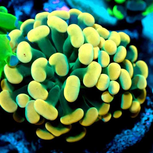 WYSIWYG - Orange Tip Branching Hammer LPS Coral Frag