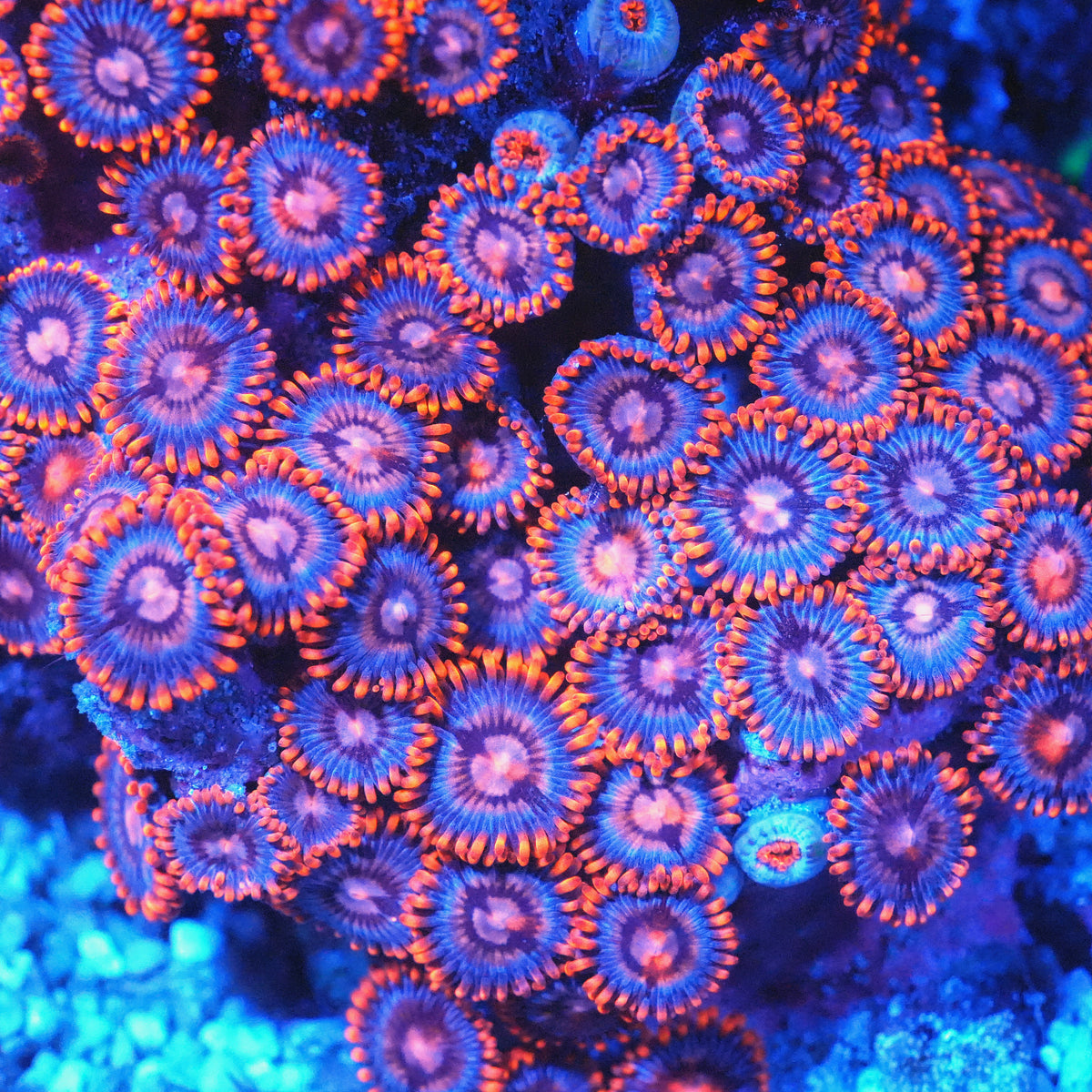 QCR Red Pandas Zoanthids (CUT TO ORDER)