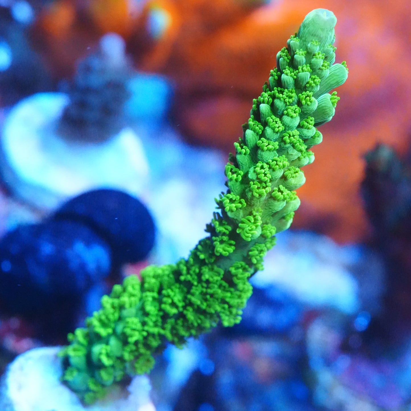 WYSIWYG Bali Green Slimer Acropora XL Frag
