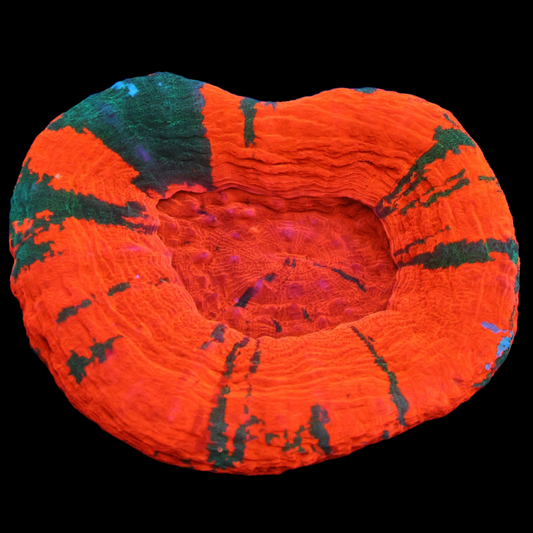 WYSIWYG Aussie Reverse Bleeding Apple Scolymia Australis (M)