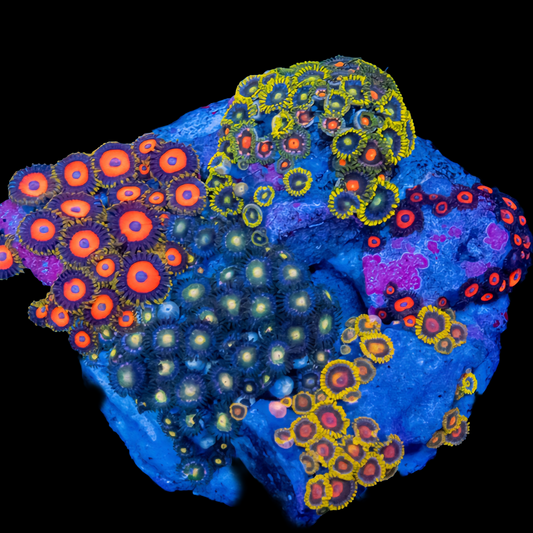 WYSIWYG Zoanthids Garden Rock