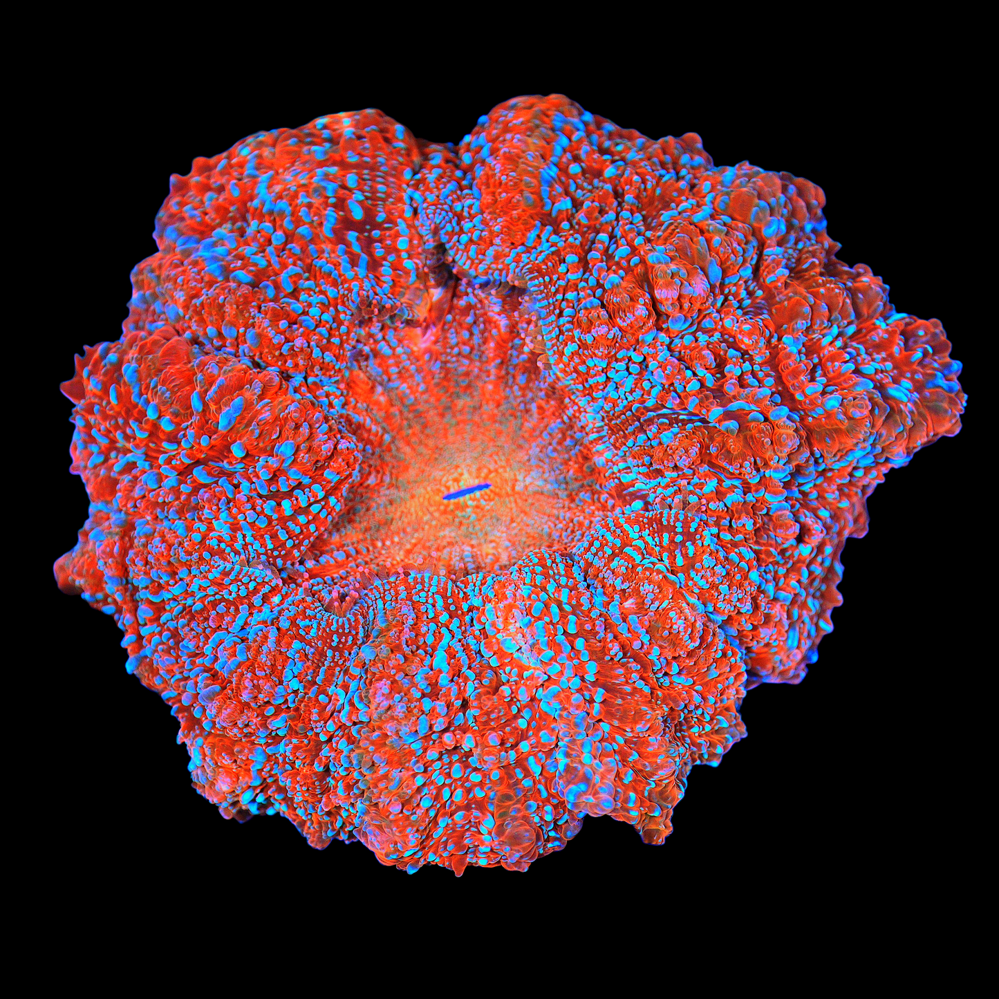 WYSIWYG Supernova Acanthophyllia (ML)