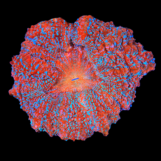 WYSIWYG Supernova Acanthophyllia (ML)