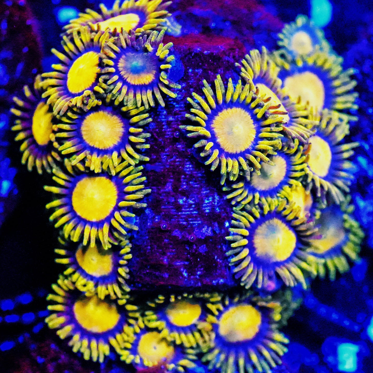 WYSIWYG King Midas Zoanthids Large Frag