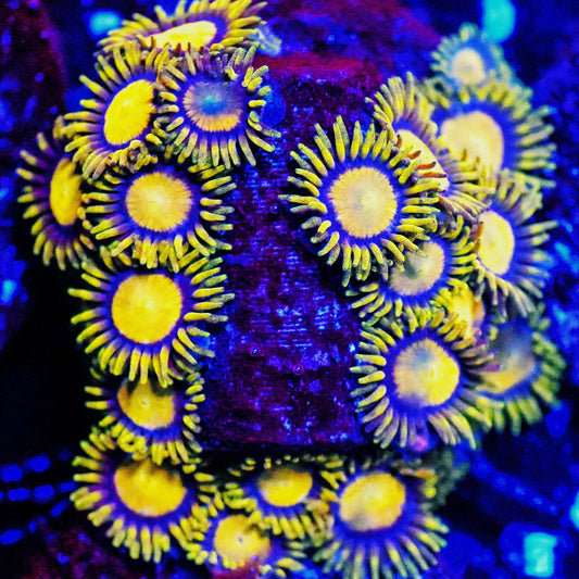 WYSIWYG King Midas Zoanthids Large Frag