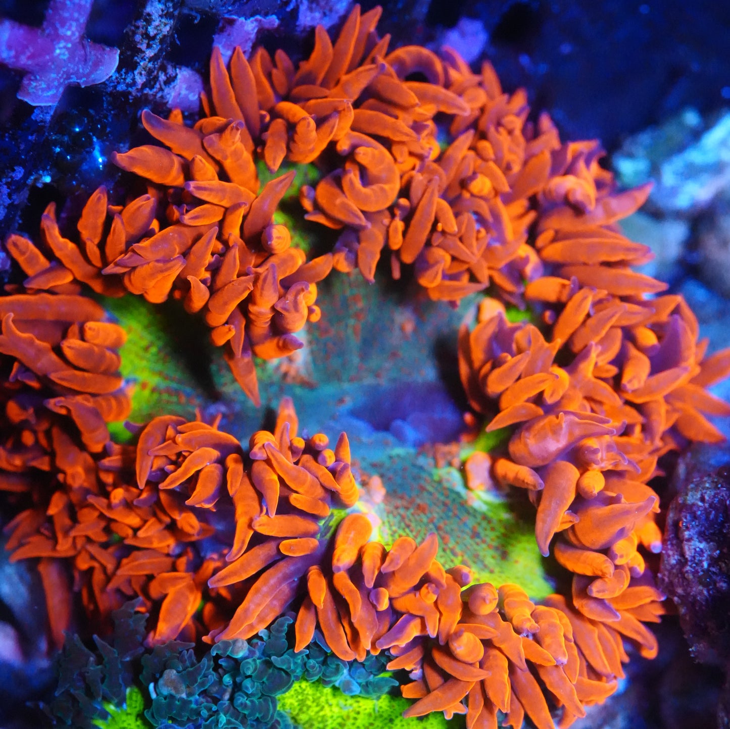 WYSIWYG Ultra Rock Flower Anemone