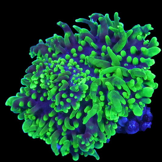 WYSIWYG Australian Green Hairy Mushroom Frag (1P)