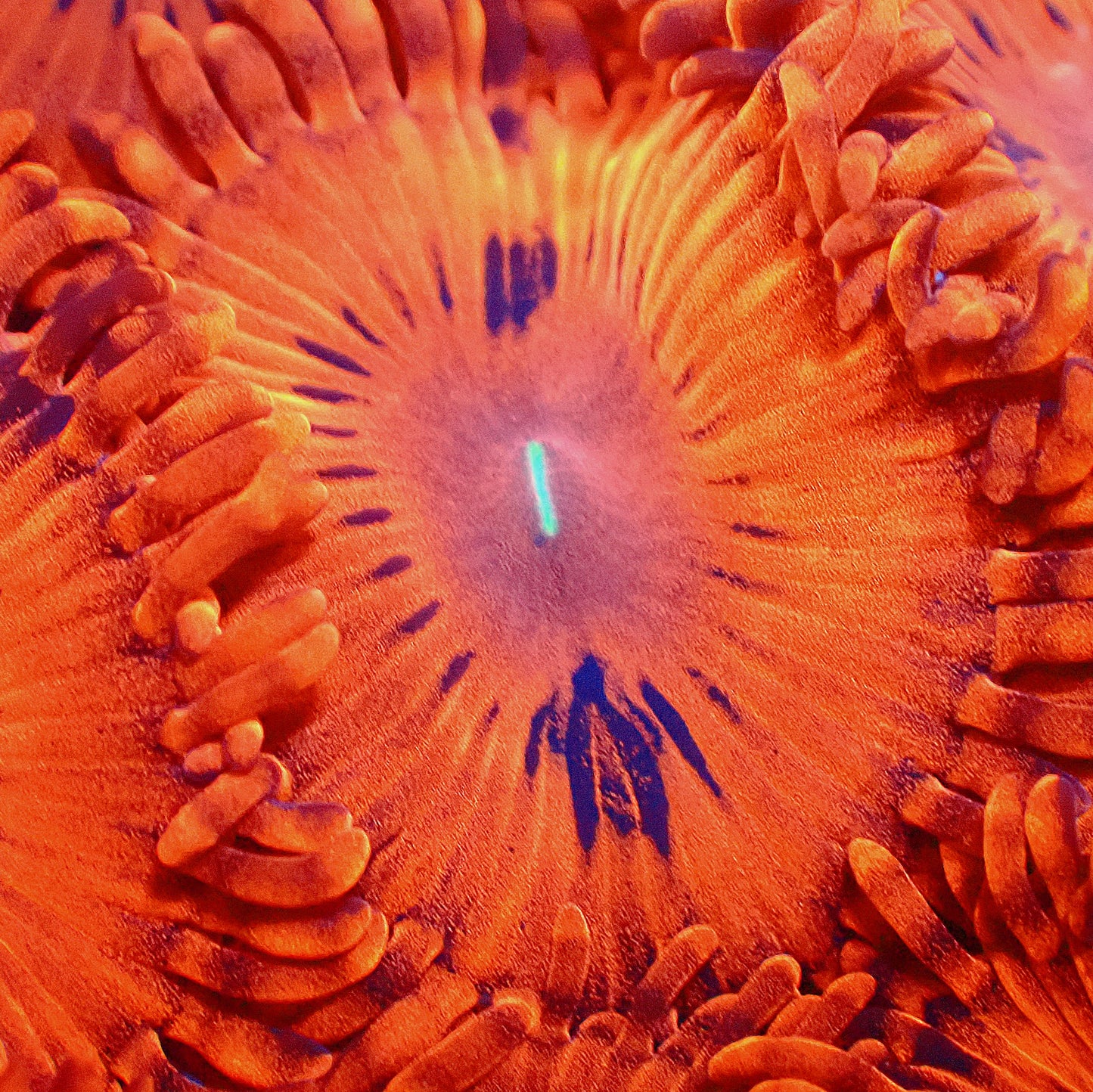 Bloody Red Zoanthids (CUT TO ORDER)