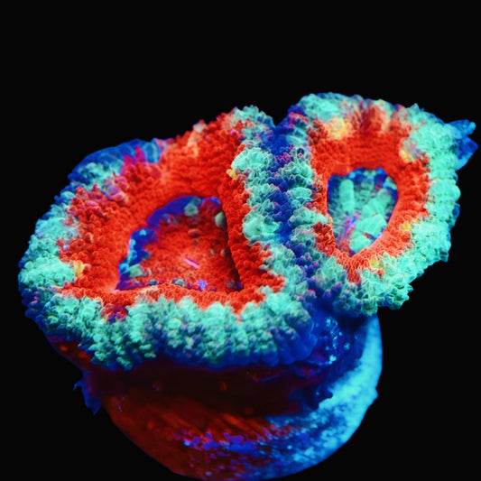 WYSIWYG Ultron Rainbow Acan LPS Frag