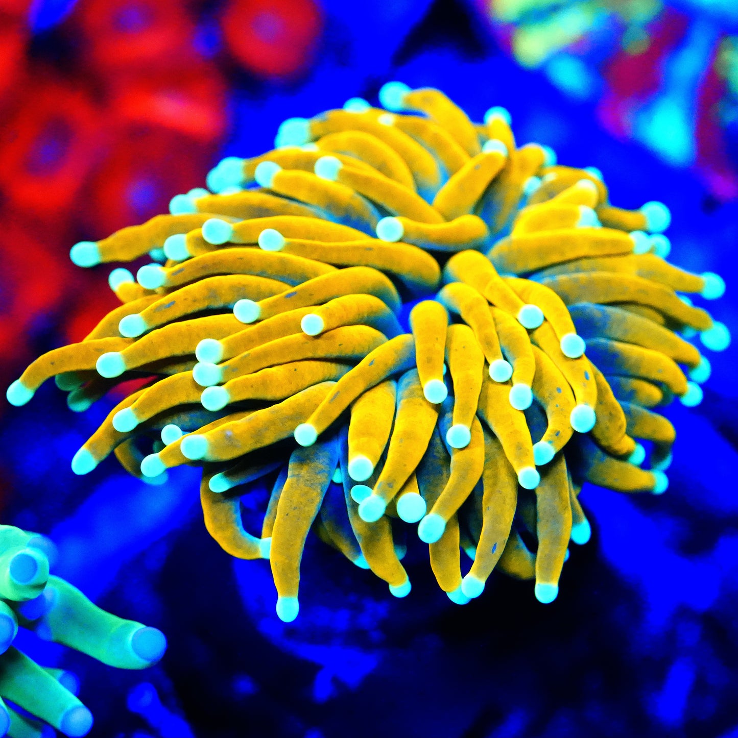 WYSIWYG Imdo Gold Torch LPS Coral (1H)