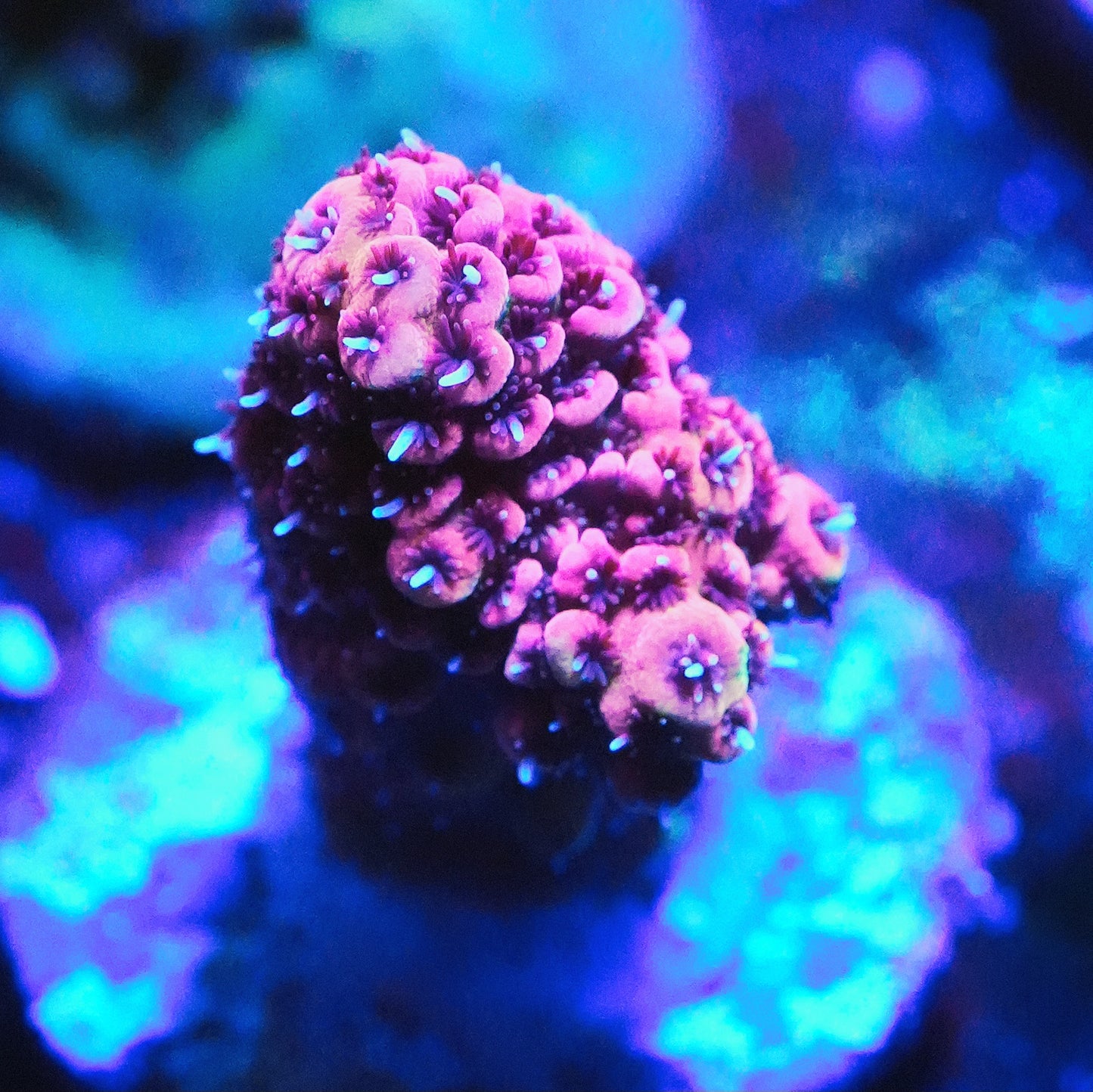 WYSIWYG Acropora Millepora SPS Frag (M)