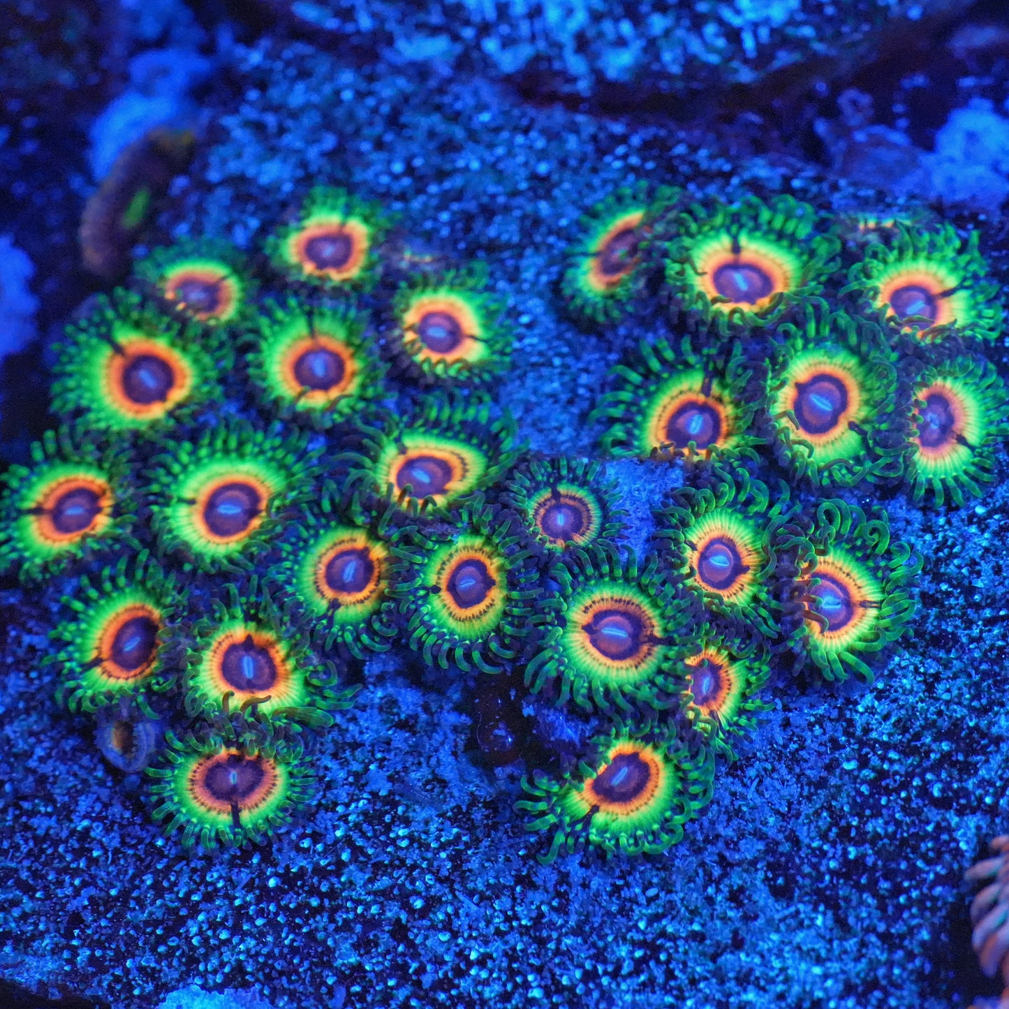 Little Shop of Horror Zoanthids Frag (CUT TO ORDER)