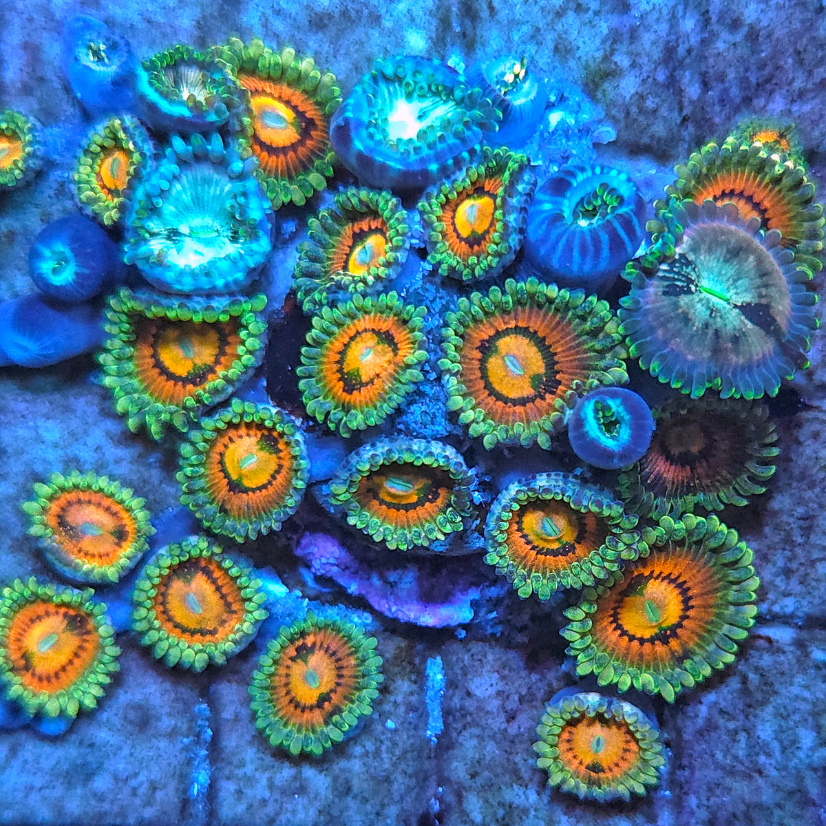 Rainbow Incinerator Zoanthids Frag (CUT TO ORDER)