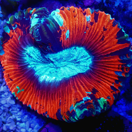 WYSIWYG - Aussie Rainbow Trachyphyllia LPS Coral (S/M)