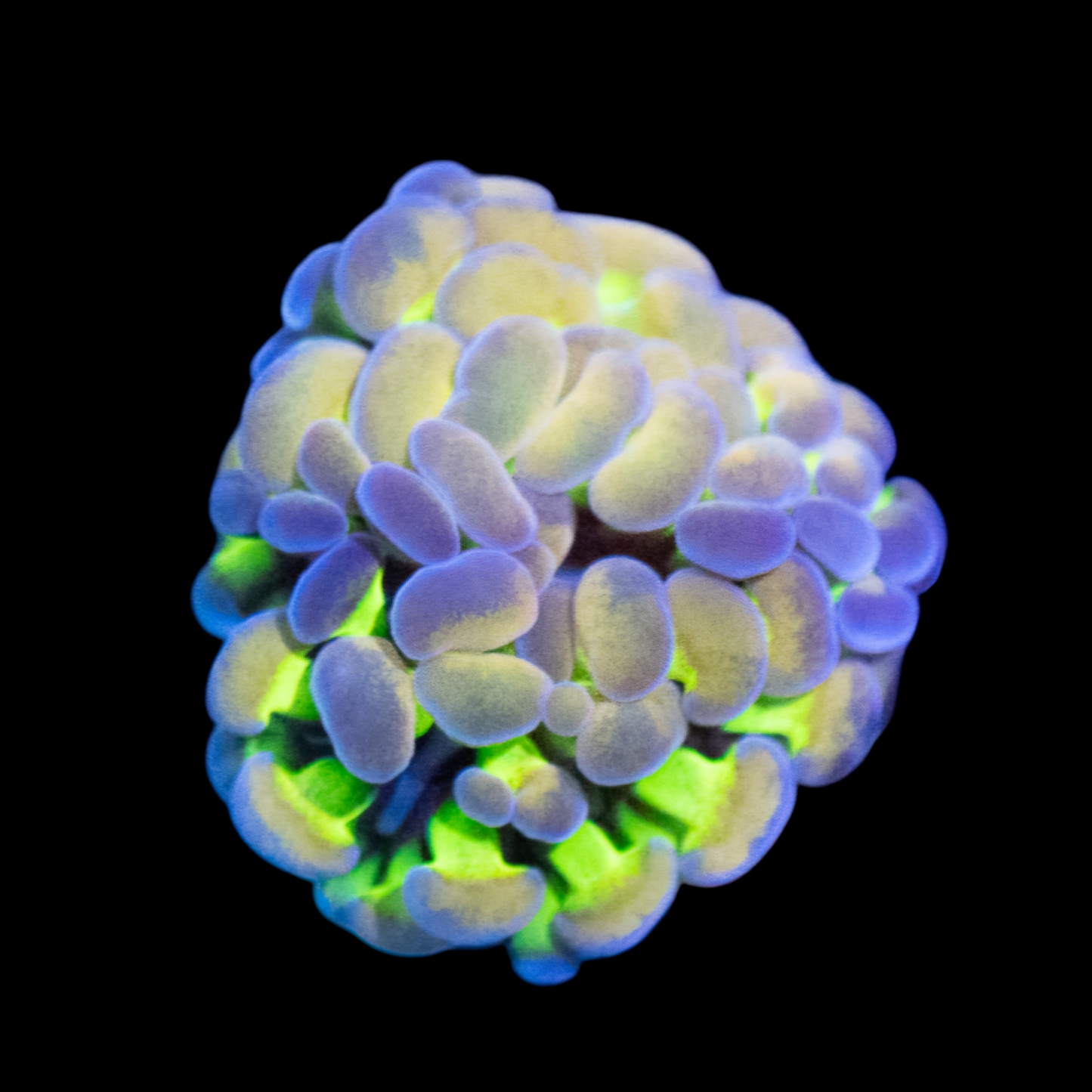 WYSIWYG Hologram Branch Hammer LPS Frag