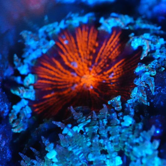 WYSIWYG Blue Rim Ultra Rock Flower Anemone