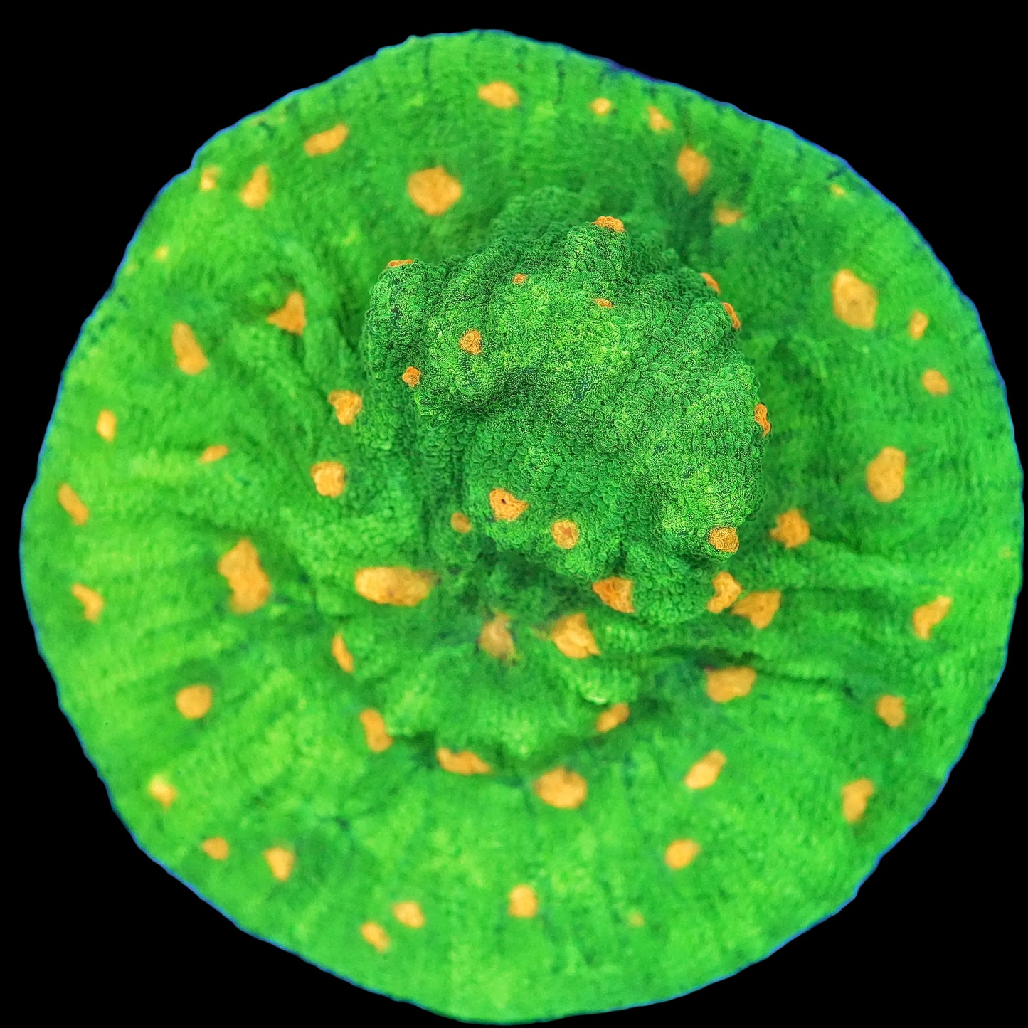 WYSIWYG Space Invader Chalice LPS Coral Colony (M)
