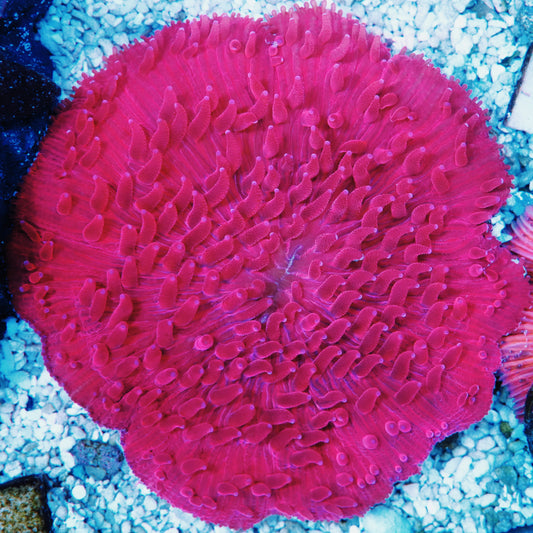 WYSIWYG Magneto Fungia Plate LPS Coral