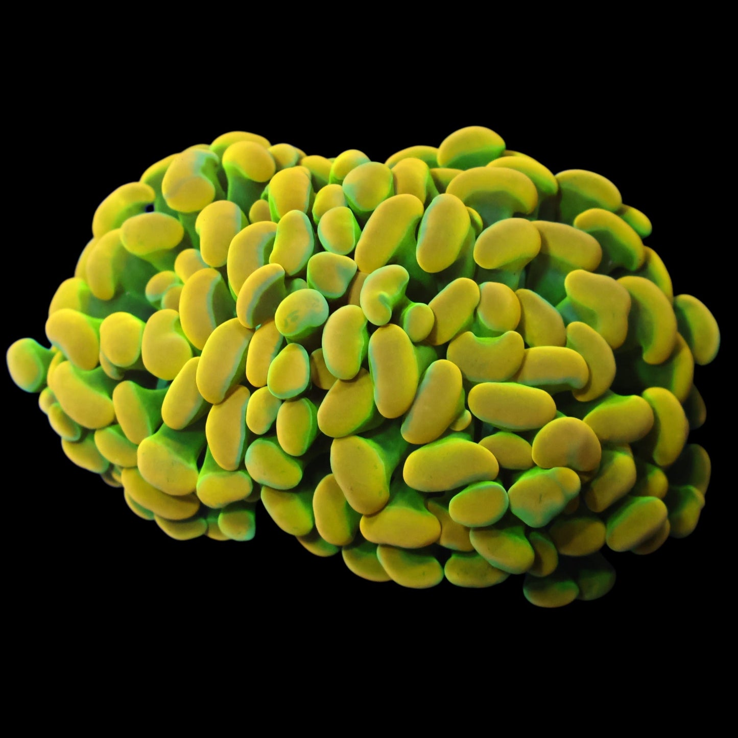 WYSIWYG Indo Holy Grail  Branching Hammer LPS Frag (2H)