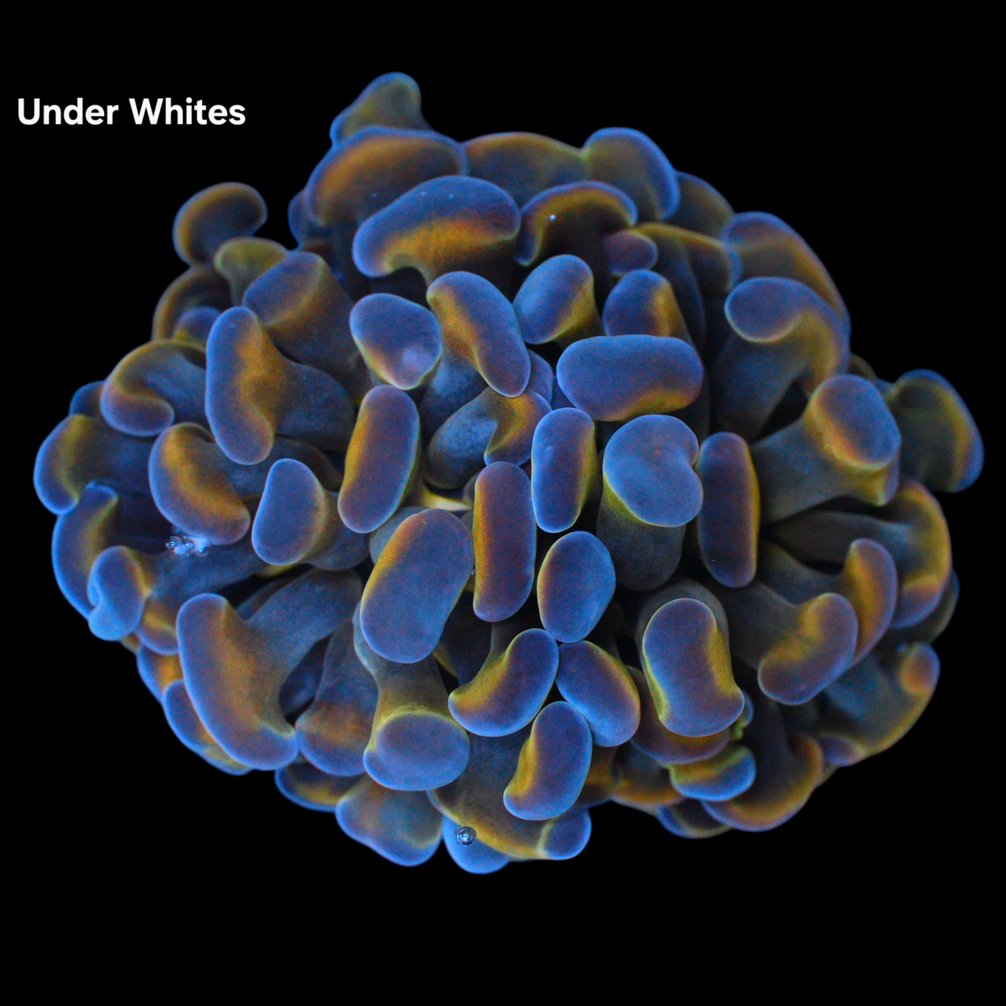 WYSIWYG Scorpion Branching Hammer LPS Frag
