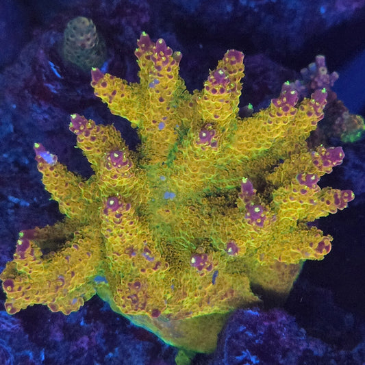 Indo Pink Tip Acropora - SPS Coral Frag (Cut to Order)