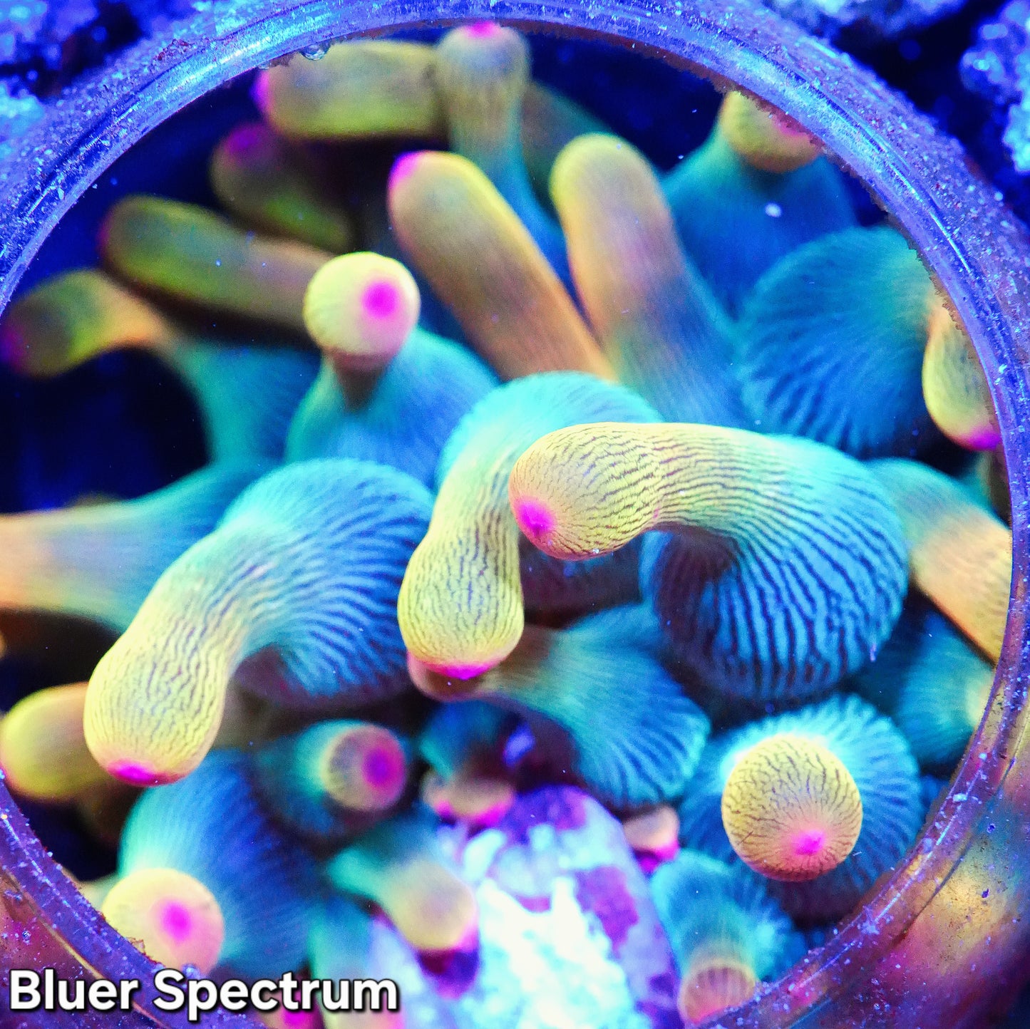 WYSIWYG BTS Holy Grail Bubble Tip Anemone