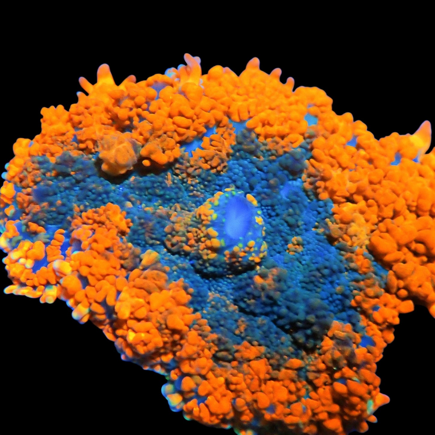 WYSIWYG Tropic Rhodactis Mushroom Soft Coral