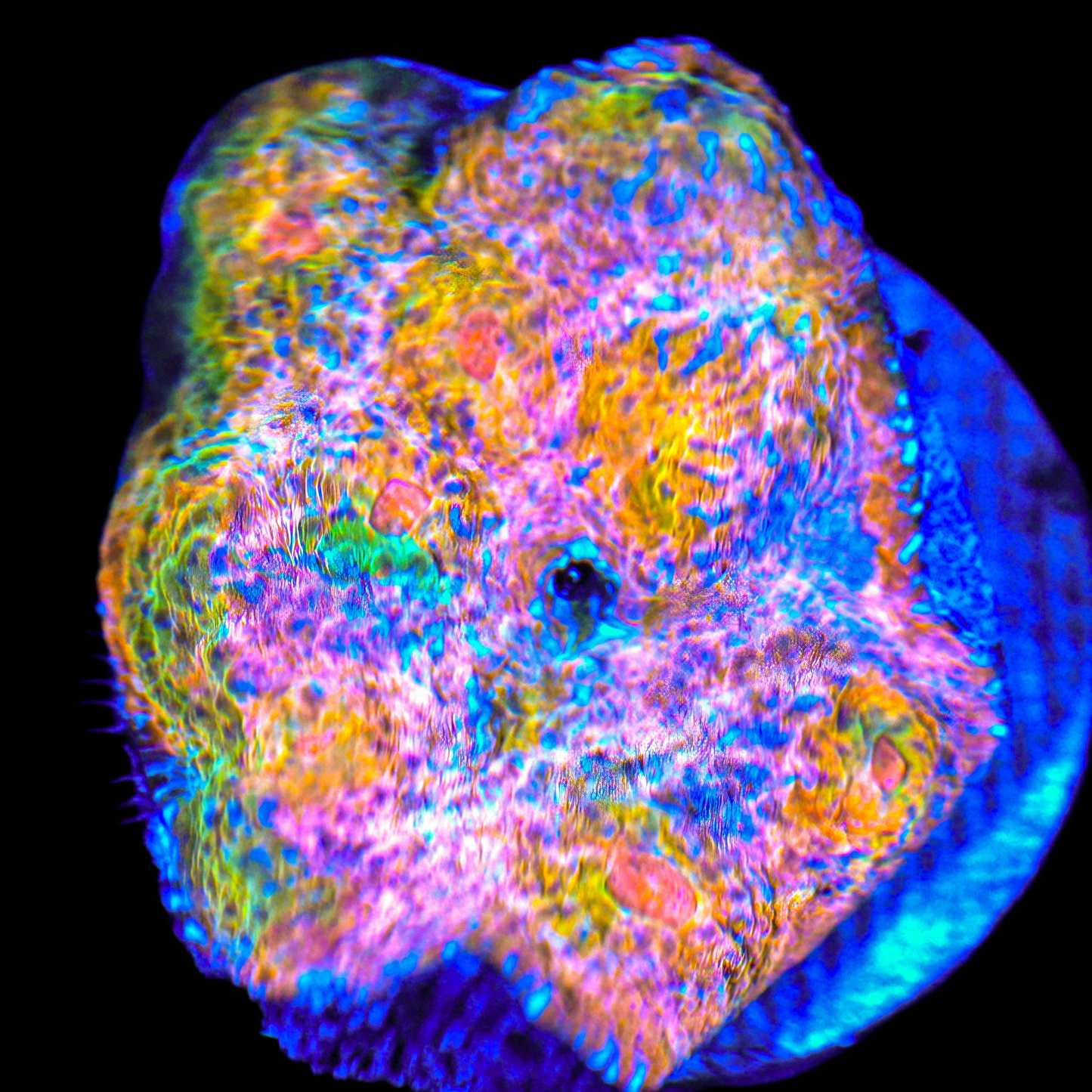 WYSIWYG QCR Field of Dreams Chalice LPS Coral Colony (M)