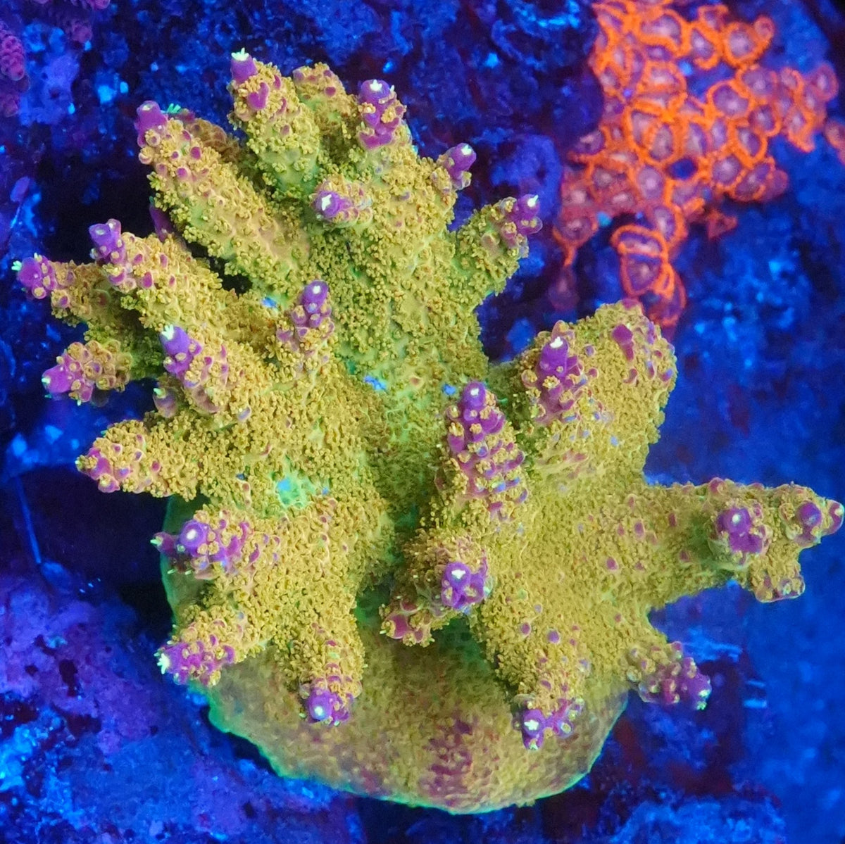 Maricultured Premium Acropora Frag - SPS Coral (CUT TO ORDER)