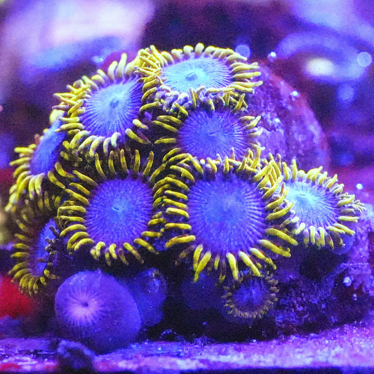 WYSIWYG Avatarbeast Zoanthids Frag