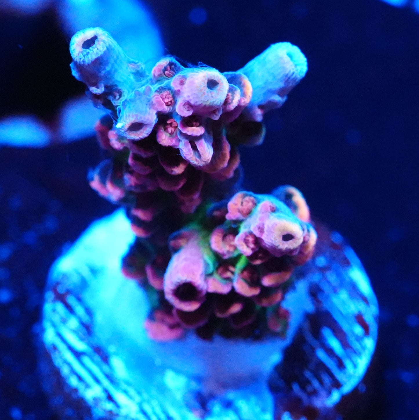 Almost WYSIWYG Ultra Rainbow Acropora Frag - SPS Coral (Cut to Order)