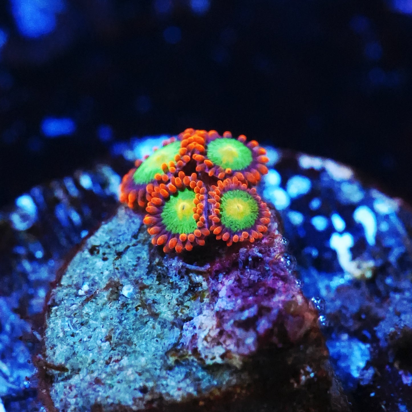 WYSIWYG Goblin's Fire AKA Goblins on Fire Zoanthids Frag