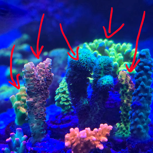 SPS Coral Frags Pack