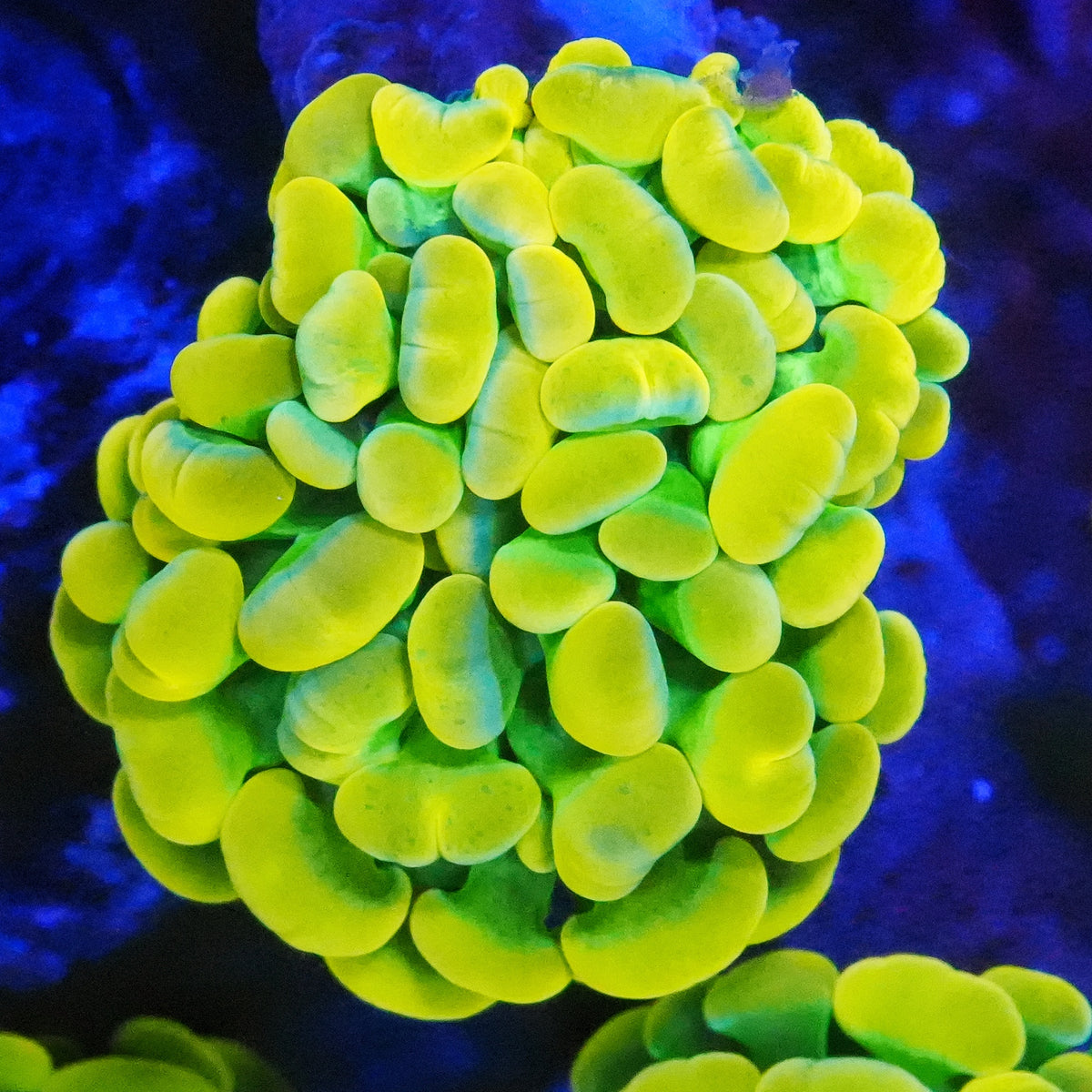 WYSIWYG Willy Wonka Branching Hammer LPS Coral (1H)