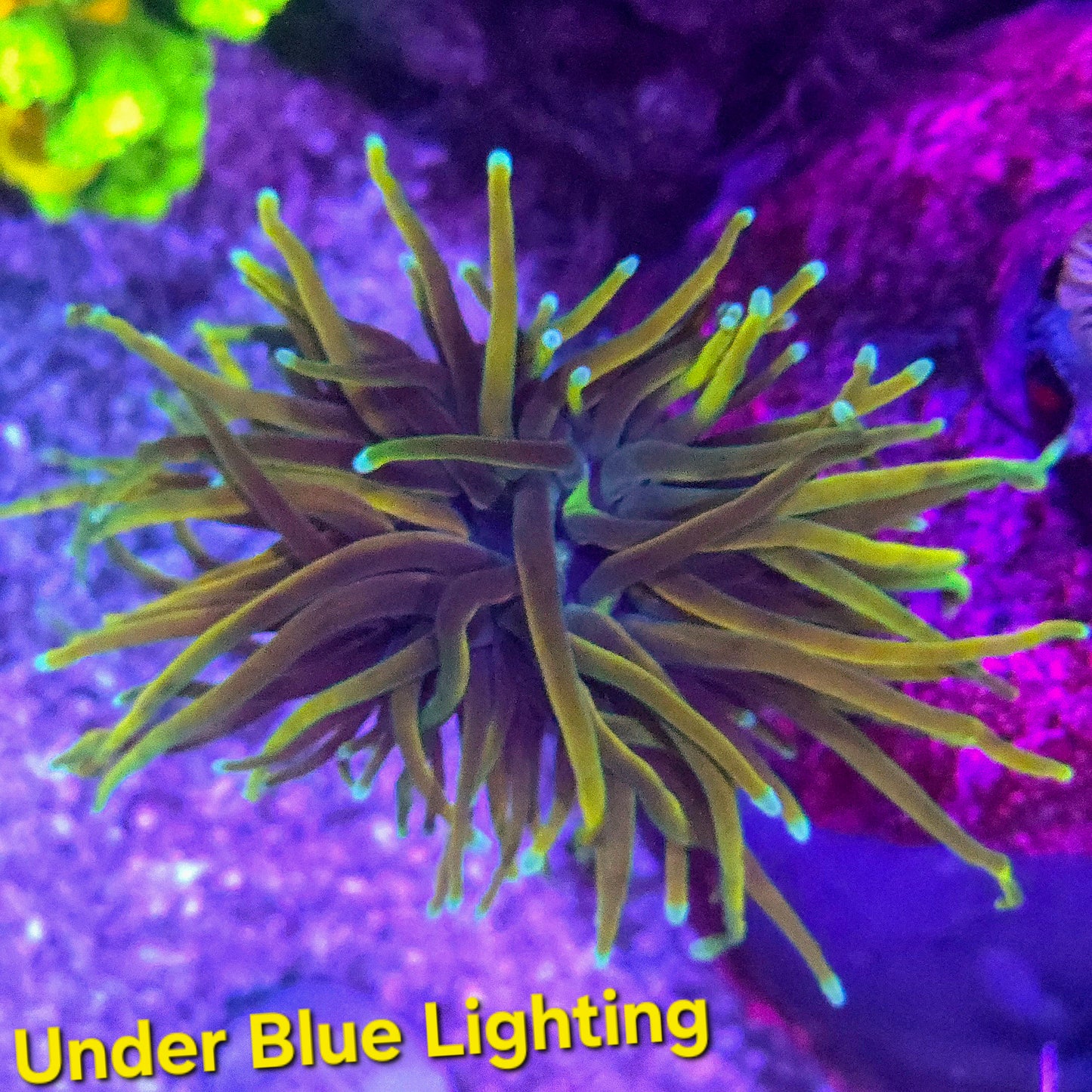 WYSIWYG Indo Gold LPS Torch Coral Frag (1H)