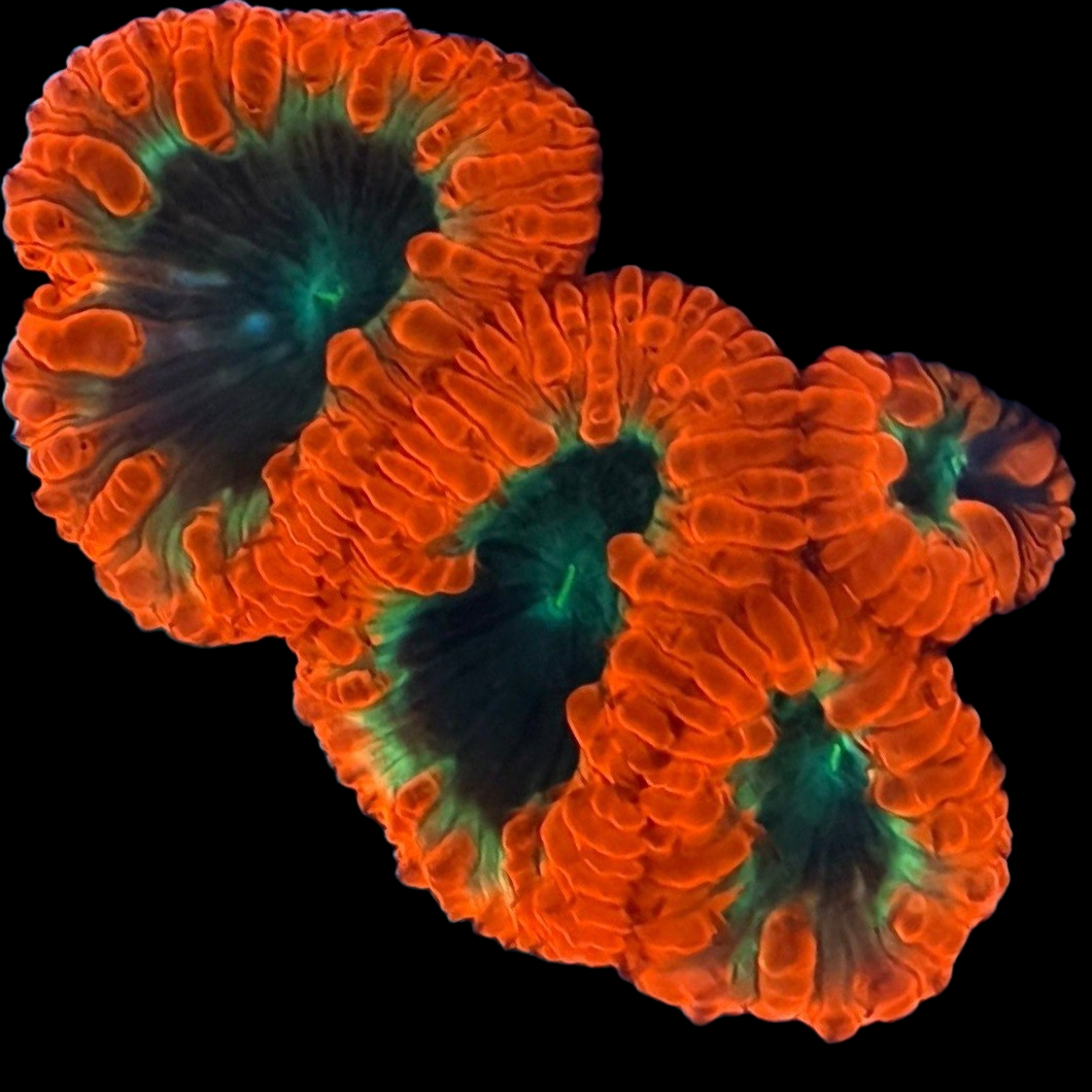 WYSIWYG Black Hole Blastomussa LPS Coral Colony (M)