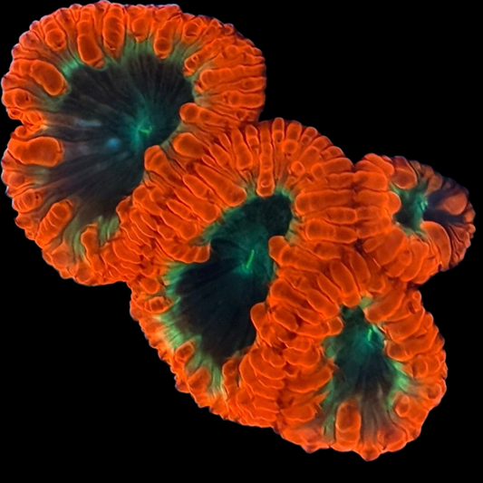 WYSIWYG Black Hole Blastomussa LPS Coral Colony (M)