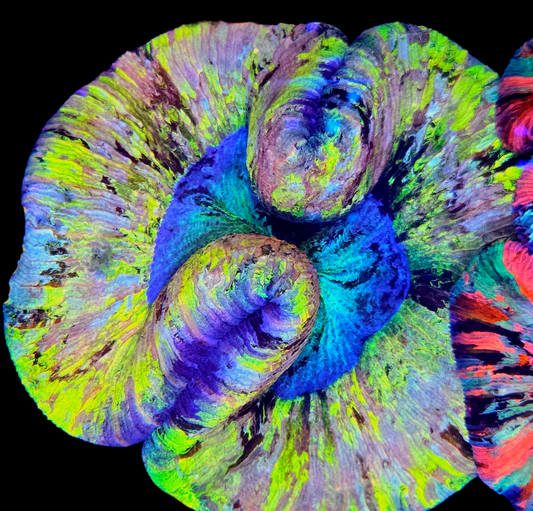 WYSIWYG Quantum Burst Trachyphyllia LPS Coral - SHOW SIZE