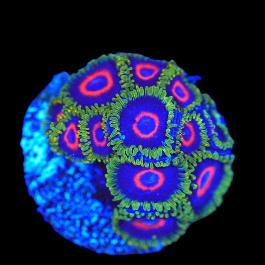 WYSIWYG Purple Heart Zoanthids Frag