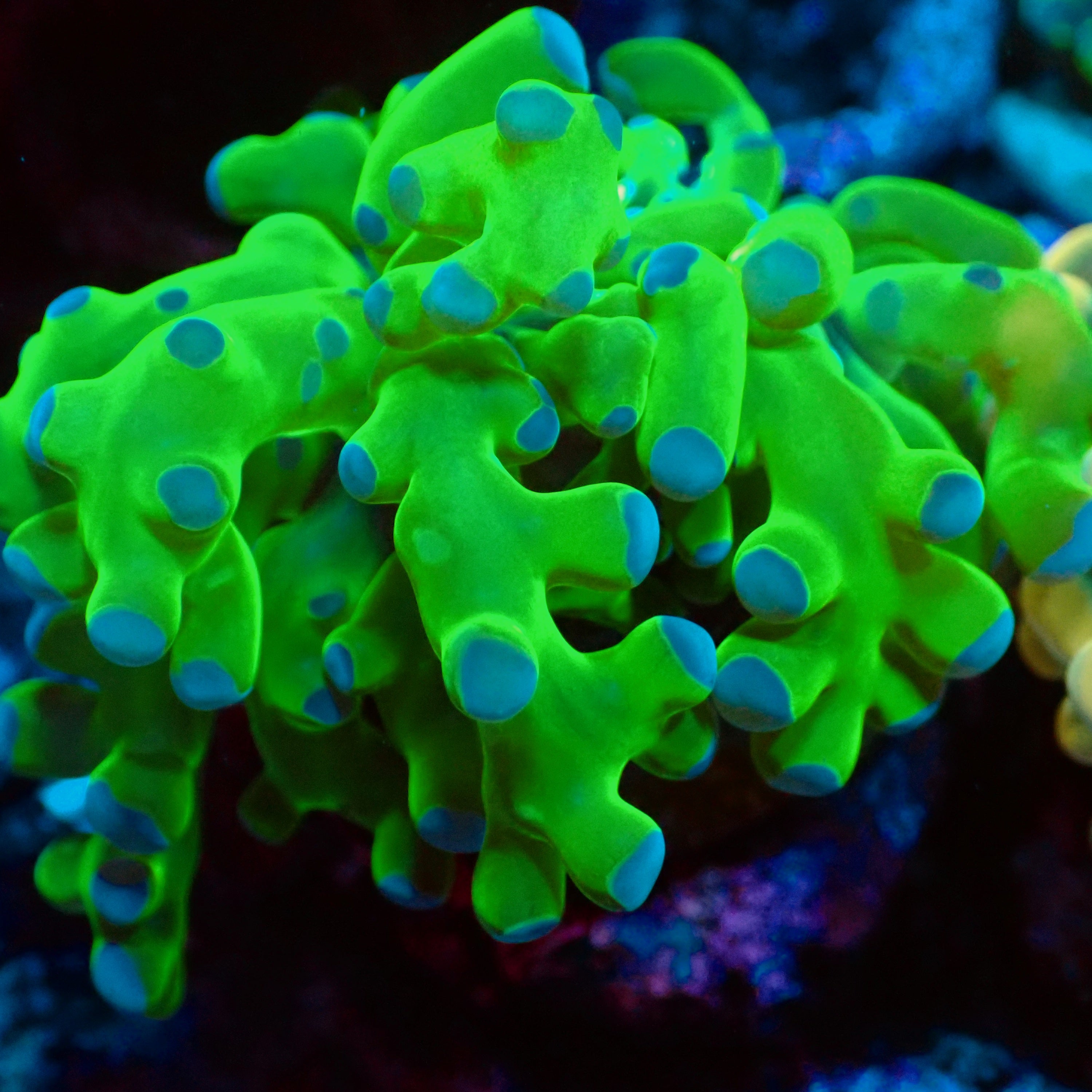 WYSIWYG - Purple Tip Branching Frogspawn LPS Coral Frag – Queen City Reefs