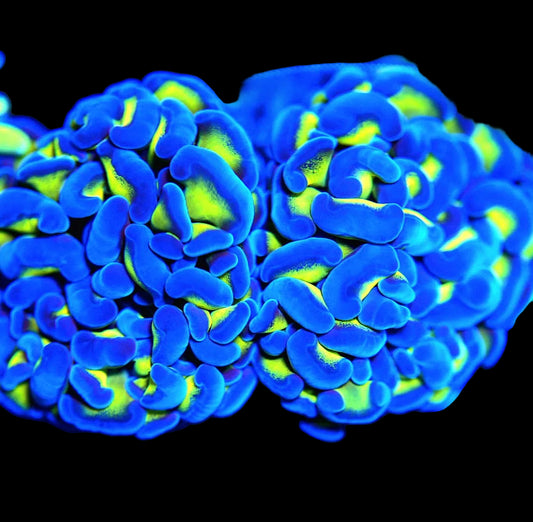 WYSIWYG Reverse Branch Hammer LPS Frag (2H)