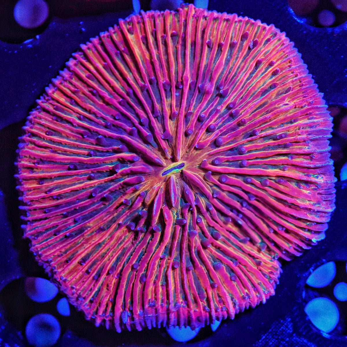 WYSIWYG Indo Rainbow Fruit Punch Fungia Plate LPS Coral