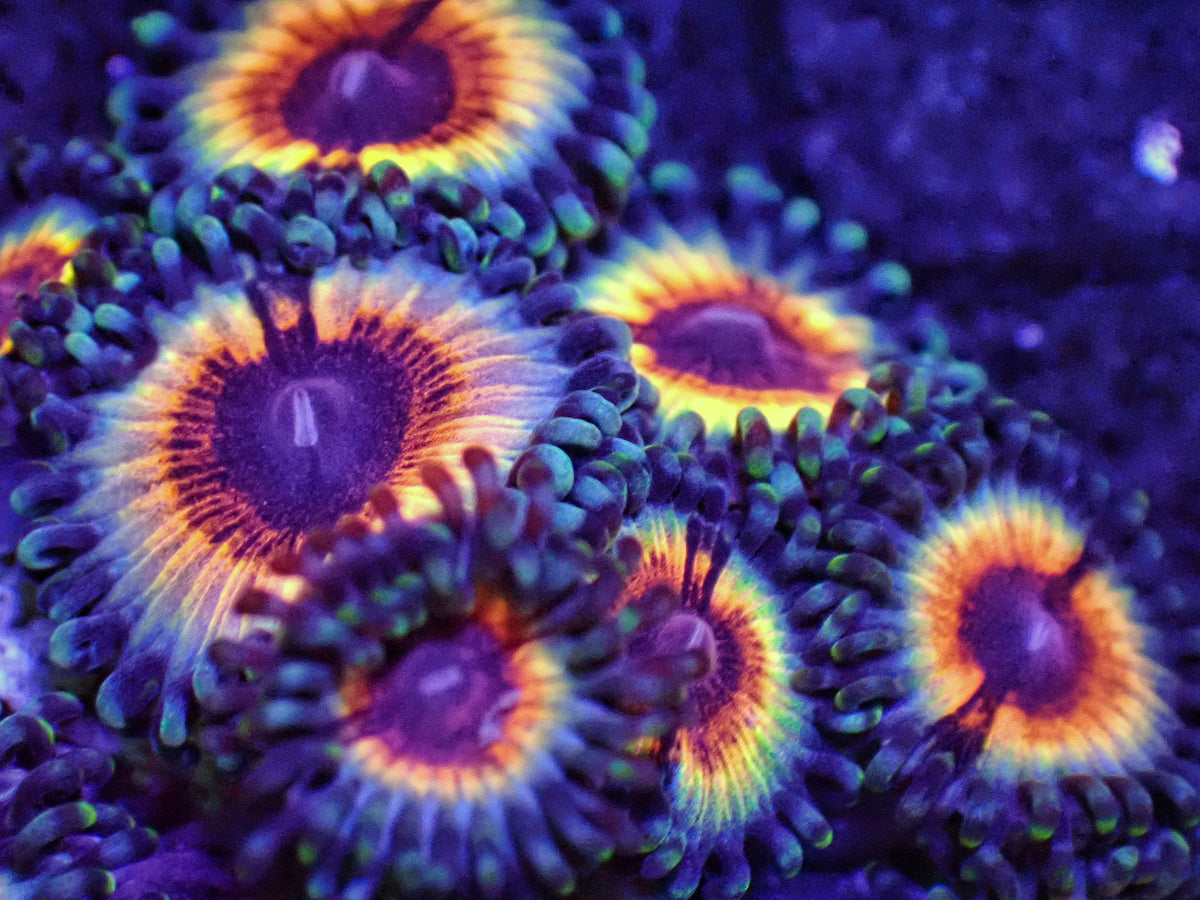 Almost WYSIWYG Sonic Flare Zoanthids